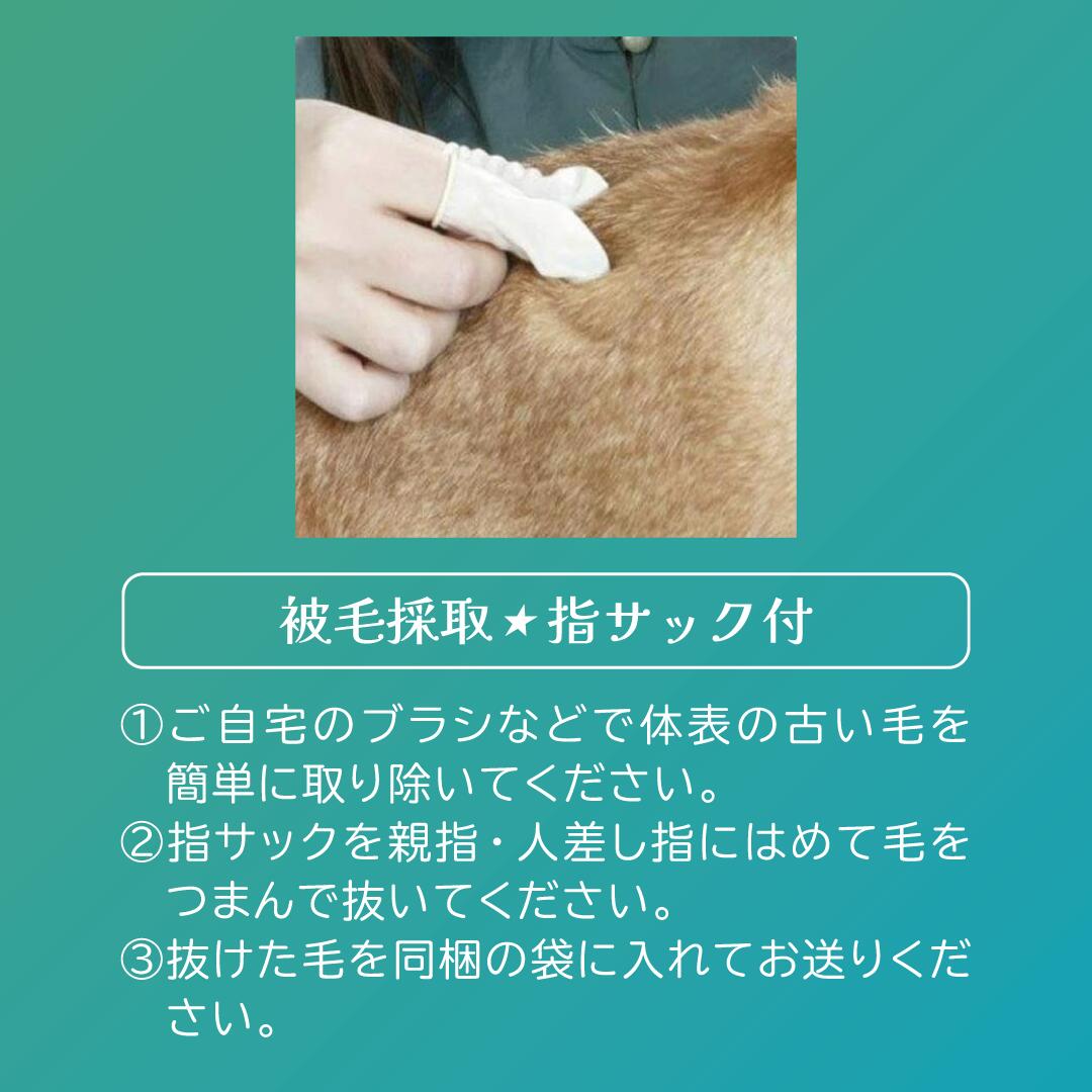 犬猫用被毛不耐性検査|アレミッケ
